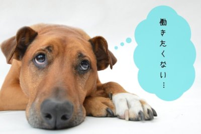 就活をつまらないと思う犬